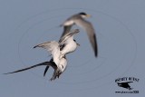 Two Least Terns collide  and flight upside down during flock maneuver 