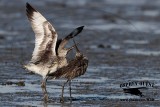 _MG_0610 Willet.jpg