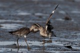 _MG_0619 Willet.jpg