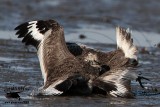 _MG_0654 Willet.jpg