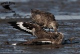 _MG_0658 Willet.jpg