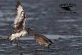 _MG_0669 Willet.jpg