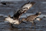 _MG_0670 Willet.jpg