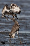 _MG_0677 Willet.jpg