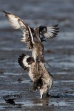 _MG_0681 Willet.jpg