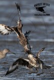 _MG_0682 Willet.jpg