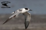 _MG_8636 Common Tern 2cy April.jpg
