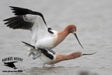 _MG_0663 American Avocet.jpg