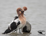 _MG_0670 American Avocet.jpg