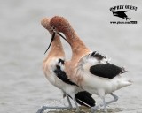 _MG_0677 American Avocet.jpg