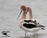 _MG_0681 American Avocet.jpg