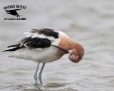 _MG_0791 American Avocet.jpg