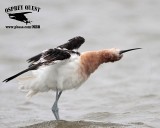 _MG_0830 American Avocet.jpg