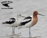 _MG_0867 American Avocet.jpg