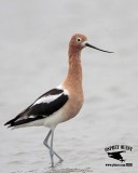 _MG_1047 American Avocet.jpg