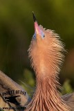 Reddish Egret - Breeding plumage - portraits - April 2013