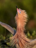 _MG_0743 Reddish Egret.jpg