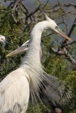 _MG_3550CROP Great White Heron and Great Blue Heron breeding pair.jpg