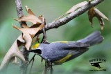 _MG_1409 Golden-winged Warbler.jpg