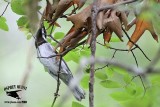 _MG_1448 Golden-winged Warbler.jpg