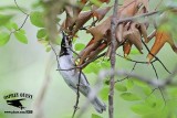 _MG_1452 Golden-winged Warbler.jpg