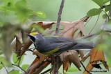 _MG_1476 Golden-winged Warbler.jpg