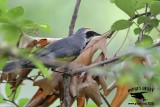 _MG_1488 Golden-winged Warbler.jpg