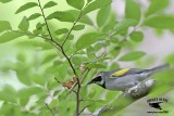 _MG_1516 Golden-winged Warbler.jpg