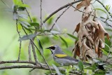 _MG_1560 Golden-winged Warbler.jpg