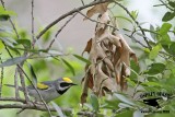 _MG_1592 Golden-winged Warbler.jpg