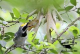 _MG_1656 Golden-winged Warbler.jpg