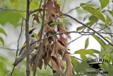 _MG_1697 Golden-winged Warbler.jpg