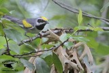 _MG_1767 Golden-winged Warbler.jpg