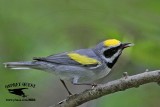 _MG_1806 Golden-winged Warbler.jpg