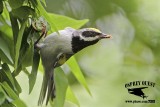 _MG_1877 Golden-winged Warbler.jpg