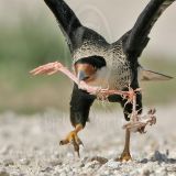 4194314-crop_Crested_Caracara.jpg