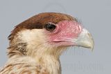 _MG_9538_Crested_Caracara.jpg