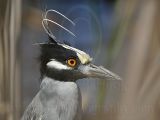 4317309_Yellow-crowned_Night-Heron.jpg