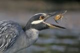 _MG_8671_Yellow-crowned_Night-Heron.jpg