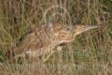 3676854_American_Bittern.jpg