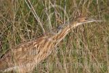 3676856_American_Bittern.jpg