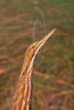 3709549_American_Bittern.jpg
