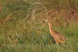 3754979_American_Bittern.jpg
