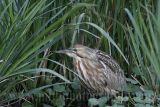 4287276_American_Bittern.jpg