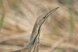 4287277_American_Bittern.jpg