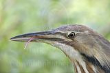 4341814_American_Bittern.jpg