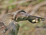 4334550_American_Bittern.jpg