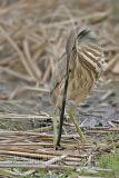 4287278_American_Bittern.jpg