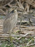 4287300_American_Bittern.jpg