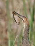 4317297_American_Bittern.jpg